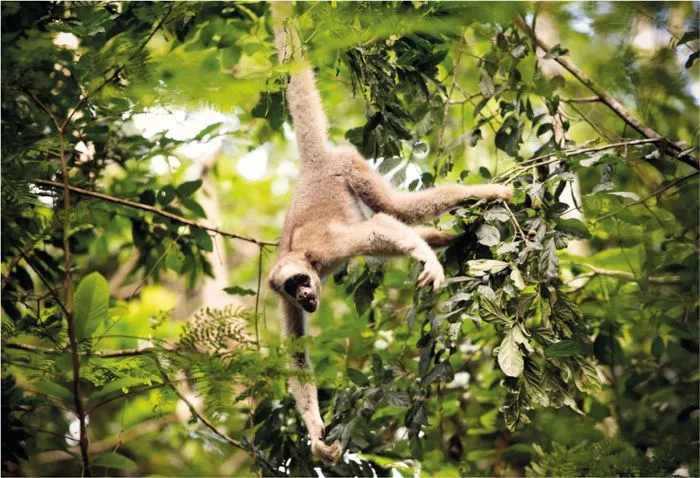 pular de galho em galho